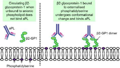 Beta 2 Glycoprotein 1 IgG : Purpose & results .